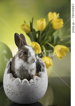 Rabbit, Bunny and easter egg 78048867