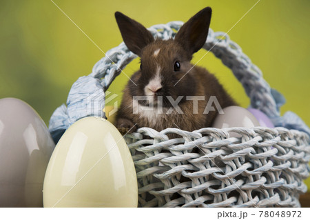 Baby bunny and egg, easter background Baby bunny and egg, easter background 78048972