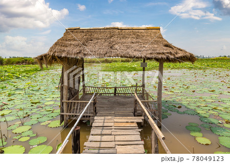 Lotus farm in Cambodia 78049123