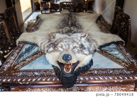 Wolf skin in Baan Dam Museum Wolf skin in Baan Dam Museum 78049418