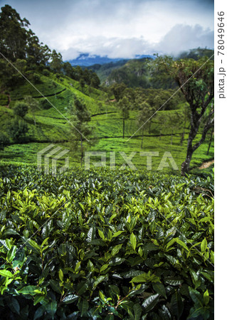 Fresh green tea plantation at Sri lanka 78049646