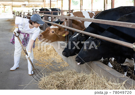 牧場で働く若い酪農家 78049720