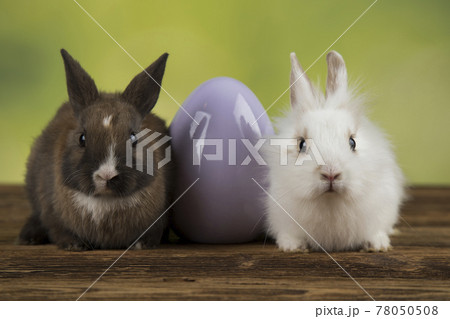Happy easter,Eggs, Baby bunny 78050508