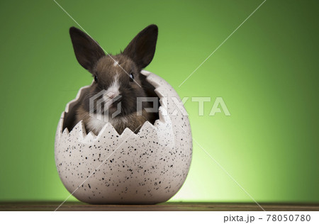 Easter animal, Baby bunny 78050780