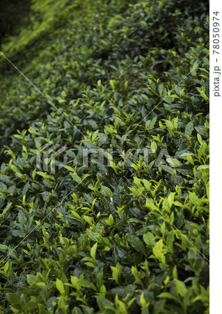 Field of green tea plantation 78050974