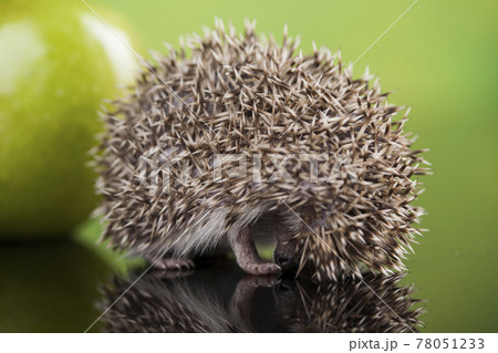 Autumnal animal, Hedgehog with apple Autumnal animal, Hedgehog with apple 78051233