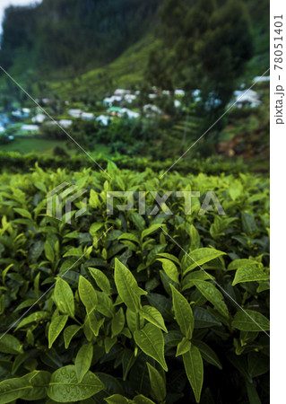 Field of green tea plantation 78051401