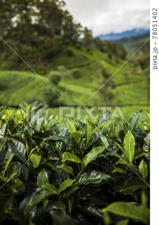 Asia, Sri lanka. Beautiful fresh green tea plantation 78051402