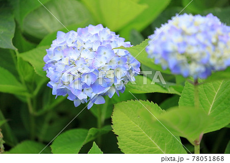 アジサイの花 アジサイの花 78051868