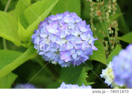 アジサイの花 アジサイの花 78051870