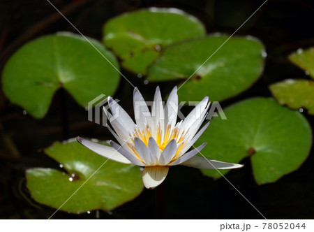 Blooming white nymphea closeup (Lat. - nymphaea caerulea) Blooming white nymphea closeup (Lat. - nymphaea caerulea) 78052044