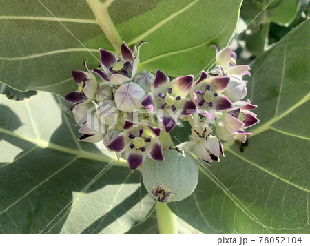 Flowering Calotropis Procera (L.), rubber bush, kapok tree and sodom apple Flowering Calotropis Procera (L.), rubber bush, kapok tree and sodom apple 78052104