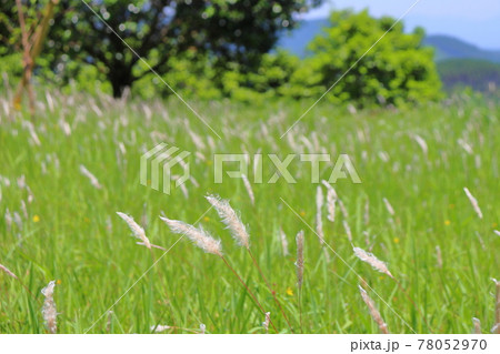 チガヤの群落 78052970