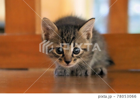 子猫　生後3週間 78053066