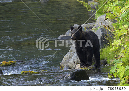 知床のヒグマ 知床のヒグマ 78053089