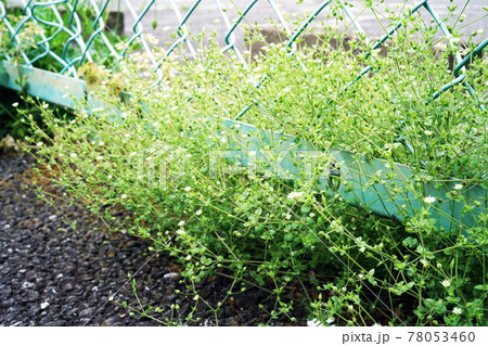 ノミノツヅリ ノミノツヅリ 78053460