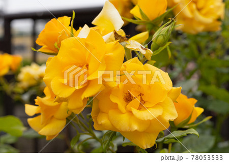 複数の黄色いバラ ジュリアチャイルド 複数の黄色いバラ ジュリアチャイルド 78053533