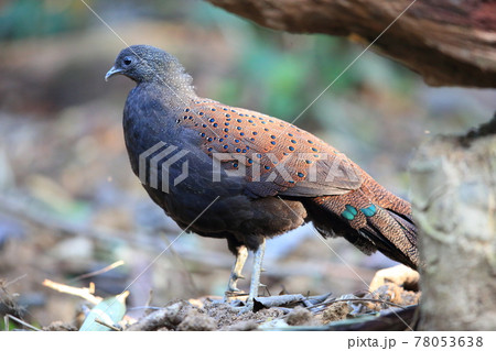 アカコクジャクの雄 アカコクジャクの雄 78053638