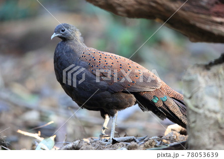 アカコクジャクの雄 アカコクジャクの雄 78053639