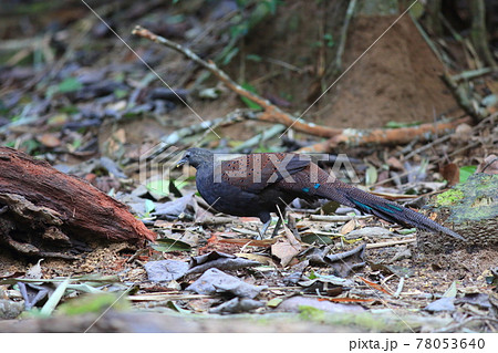 アカコクジャクの雄 78053640