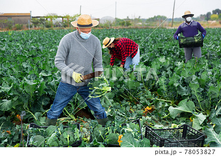 Man farmer with knife in mask picking fresh organic broccoli Man farmer with knife in mask picking fresh organic broccoli 78053827