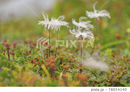 黒岳の紅葉 78054140