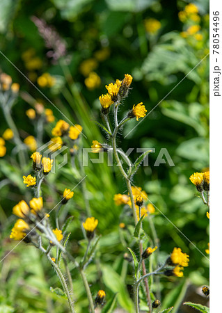 ミヤマコウゾリナ 78054496