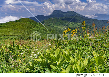 オタカラコウと妙高山 オタカラコウと妙高山 78054510