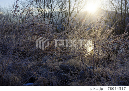朝日に照らされる霧氷 朝日に照らされる霧氷 78054517