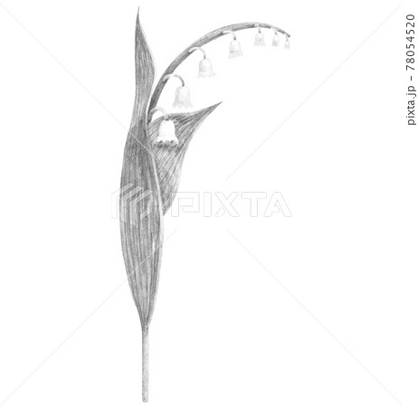 すずらんの鉛筆画のイラスト素材 [78054520] - PIXTA 