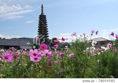 般若寺の十三重石塔とコスモス 般若寺の十三重石塔とコスモス 78054585