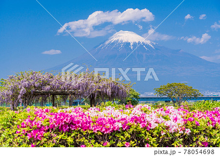 静岡県 ツツジとフジの花咲く富士川河川敷 富士山の写真素材