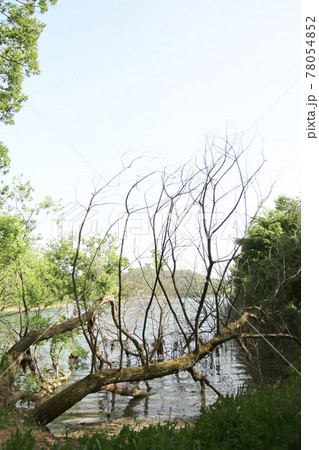 湖のほとりを這うように育った木 韓国 の写真素材 湖のほとりを這うように育った木 韓国 の写真素材