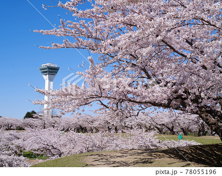 五稜郭タワーと桜 五稜郭タワーと桜 78055196