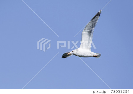 大空を舞うかもめ 霞ヶ浦 大空を舞うかもめ 霞ヶ浦 78055234