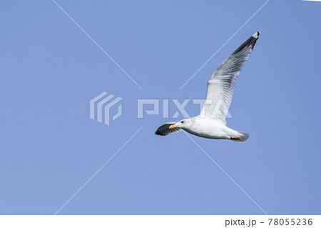大空を舞うかもめ　霞ヶ浦 78055236