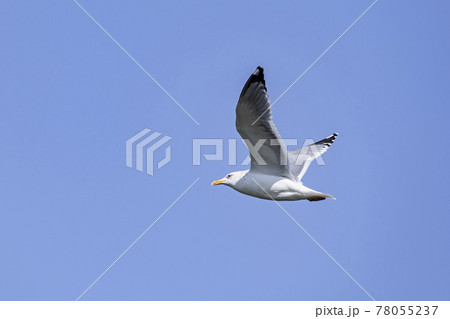 大空を舞うかもめ　霞ヶ浦 78055237
