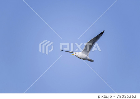 大空を舞うかもめ　霞ヶ浦 78055262