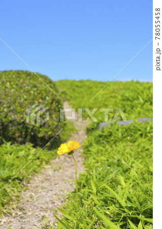 夏の風景 78055458