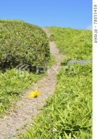 夏の風景 夏の風景 78055459