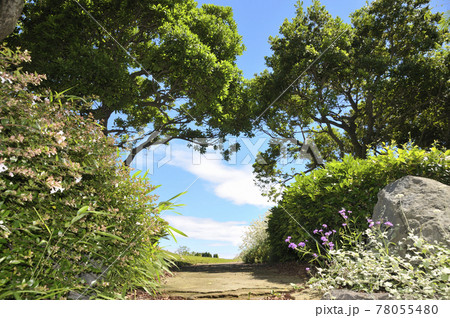 夏の風景 夏の風景 78055480