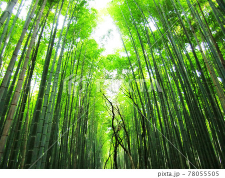 京都嵯峨野の静かな竹林 78055505