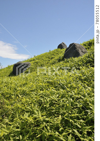 夏の風景 78055512