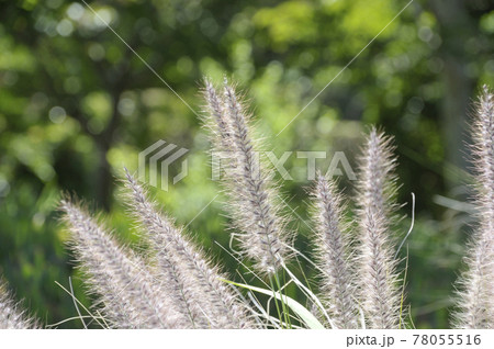 夏の風景 夏の風景 78055516