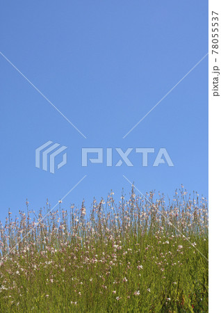 夏の風景 夏の風景 78055537