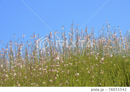 夏の風景 夏の風景 78055542