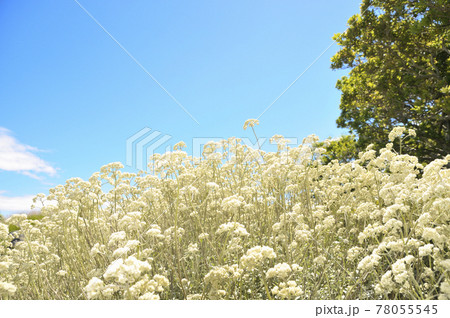 夏の風景 夏の風景 78055545
