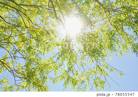 夏の風景 夏の風景 78055547