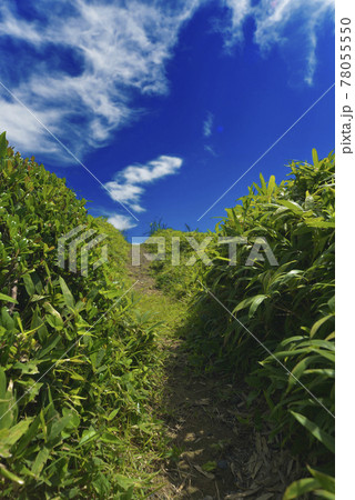 夏の風景 78055550
