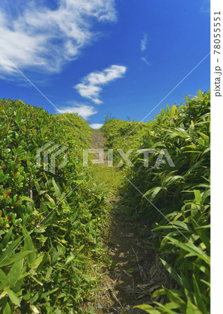 夏の風景 夏の風景 78055551